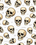 Vintage Skull Collection Cream Rug