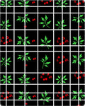 Black Grid Red Berry Green Leaf Rug