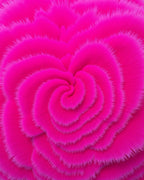 Vibrant Fuchsia Swirl Bloom Rug