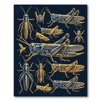 Golden Grasshopper Entomology Illustration Art Rug